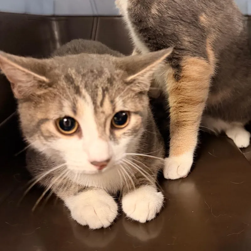 A baby medium-sized male Gray / Blue / Silver Domestic Short Hair cat named Sharkboy for adoption in Indianapolis, IN