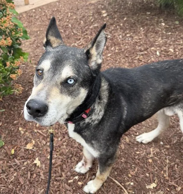 An adult large-sized male Siberian Husky dog named Lamb for adoption in San Diego, CA
