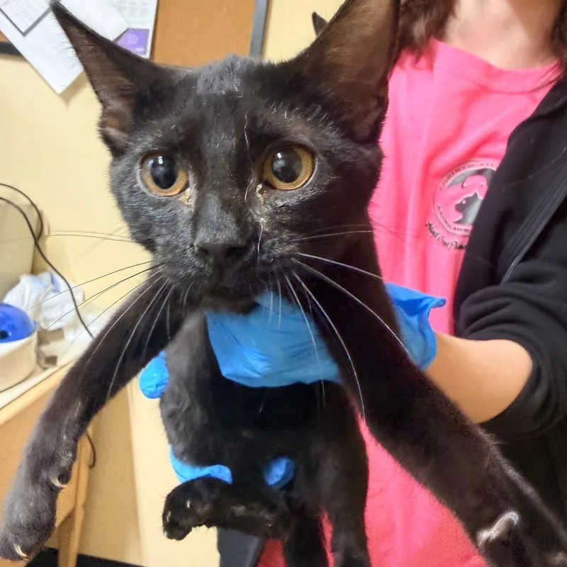 A young small-sized female Black Domestic Short Hair cat named Hattie for adoption in Corinth, MS