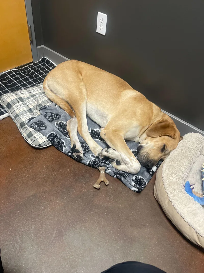 Banjo thumbnail 4