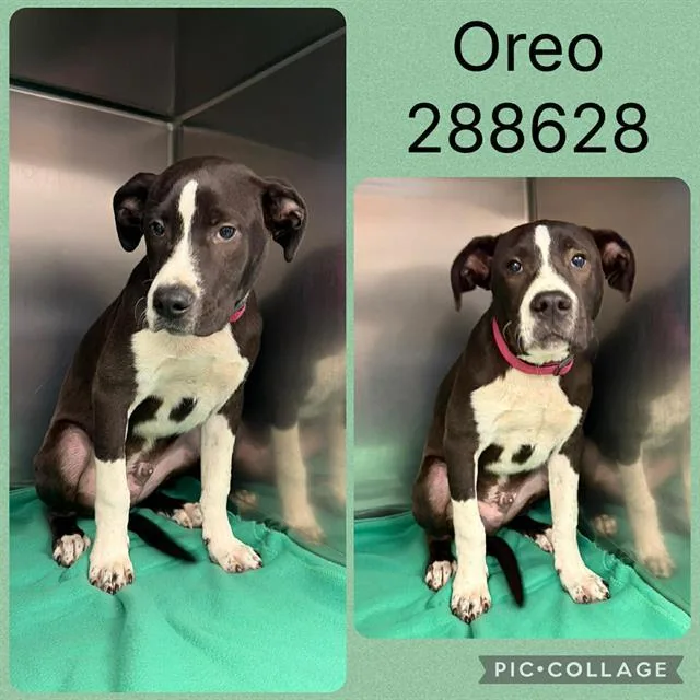 A baby medium-sized male Mixed Breed dog named Oreo for adoption in Macon, GA