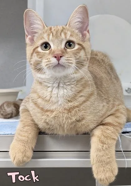 A baby medium-sized male Domestic Short Hair cat named Tock for adoption in Mason, MI
