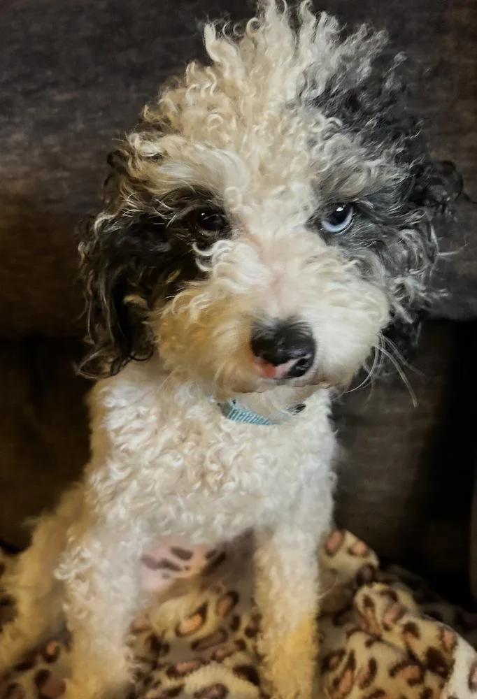An adult small-sized female Tricolor (Brown, Black, & White) Poodle dog named Charm for adoption in harrison city, PA