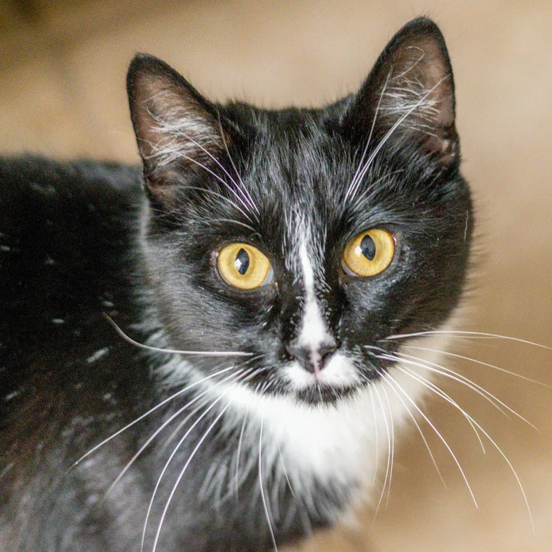 An adult medium-sized male Black Domestic Short Hair cat named Mau Mau for adoption in Hilton Head Island, SC