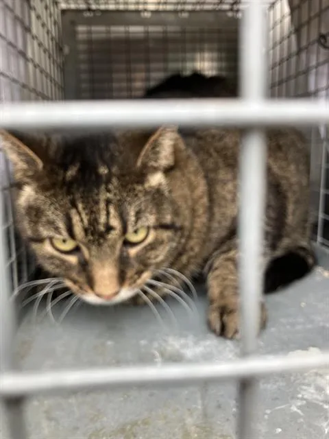 A senior large-sized female Domestic Short Hair cat named Hutchy for adoption in Dallas, TX