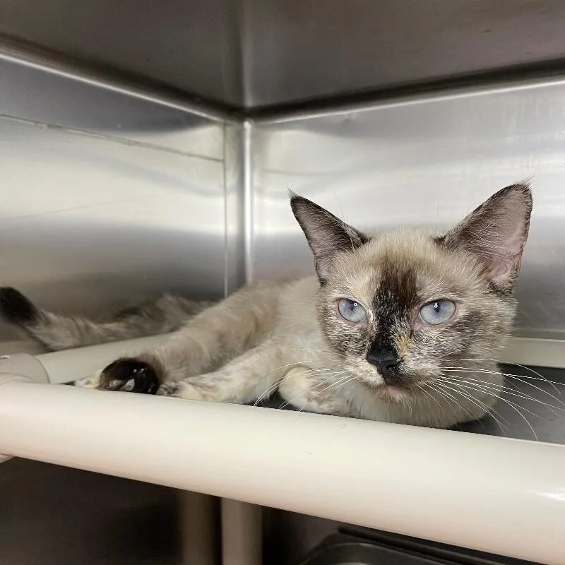 An adult medium-sized female Domestic Short Hair cat named Miso for adoption in Roanoke, VA