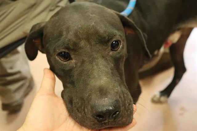 A young medium-sized male Mixed Breed dog named Lego for adoption in Columbia, SC