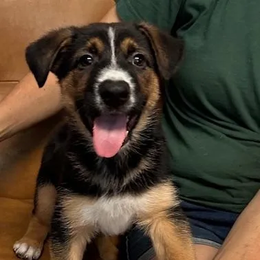 A baby medium-sized male Tricolor (Brown, Black, & White) Shepherd dog named Rocco for adoption in Agua Dulce, CA