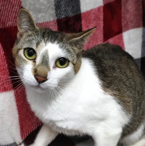 An adult medium-sized female Manx cat named Evee for adoption in Thief River Falls, MN