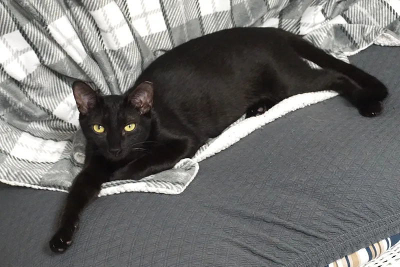 Popsicle thumbnail 3