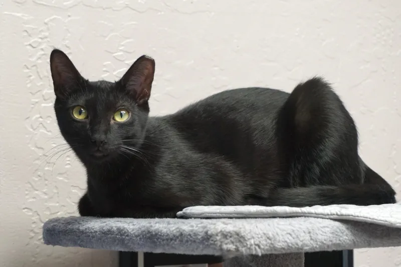 Popsicle thumbnail 4