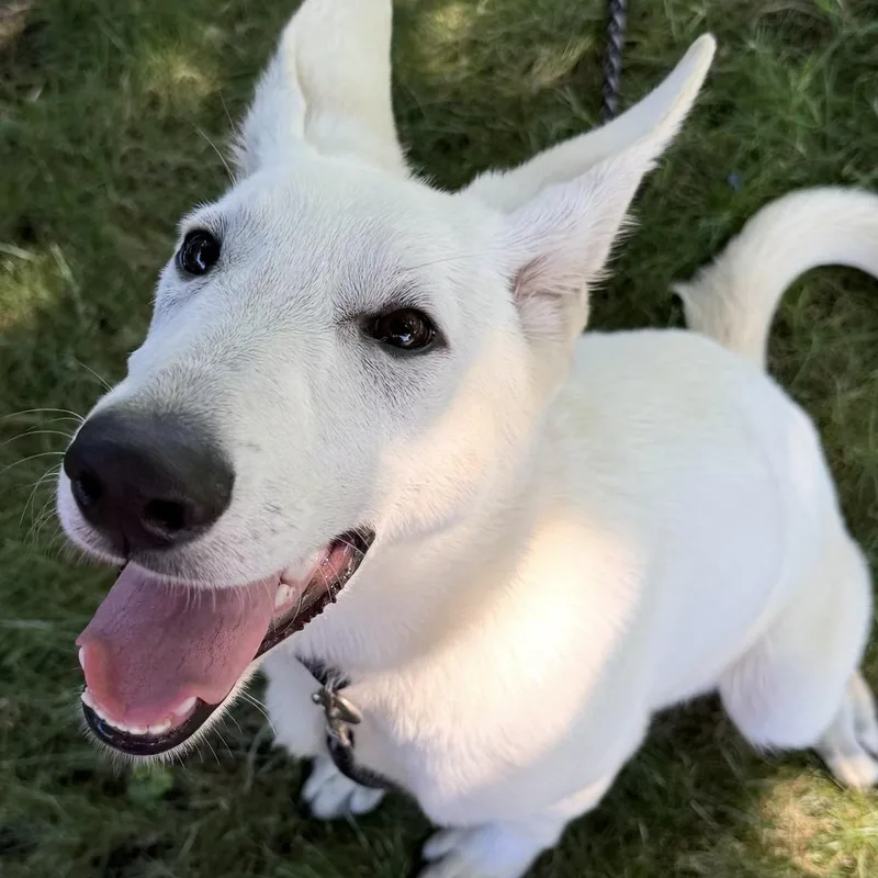 A baby large-sized male White / Cream German Shepherd Dog dog named Stormer for adoption in Pelham, NH