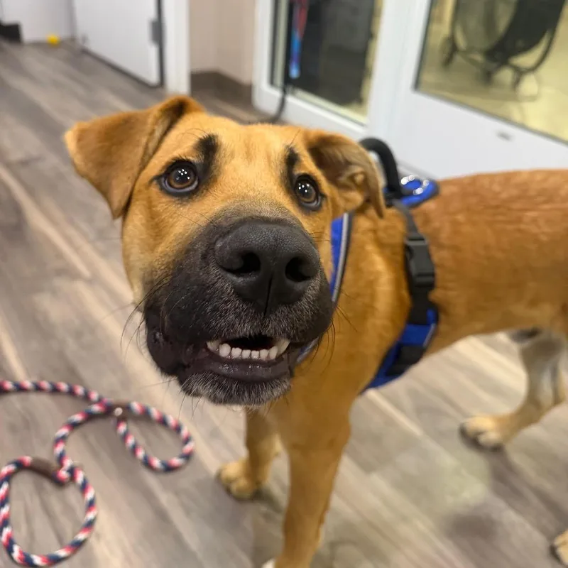 A young medium-sized male Yellow / Tan / Blond / Fawn Boxer dog named Arlo for adoption in Muncie, IN