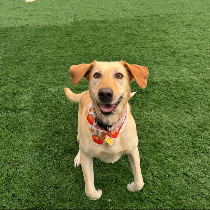An adult medium-sized female Apricot / Beige Yellow Labrador Retriever dog named Daisy for adoption in Glenwood , IA