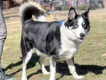 An adult large-sized male Mixed Breed dog named Buddy Fka Luffy for adoption in West Chester, PA