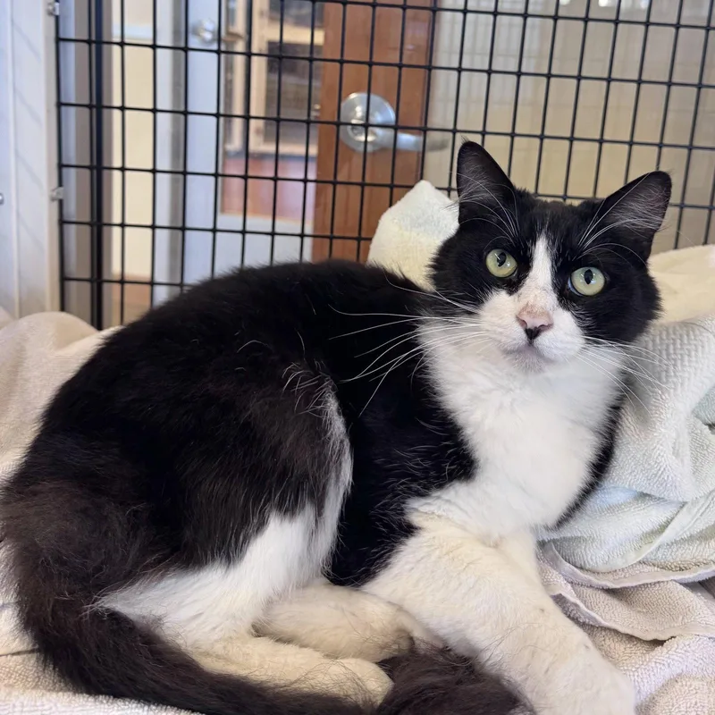 An adult small-sized male Black & White / Tuxedo Domestic Short Hair cat named Petunia for adoption in Burlingame, CA