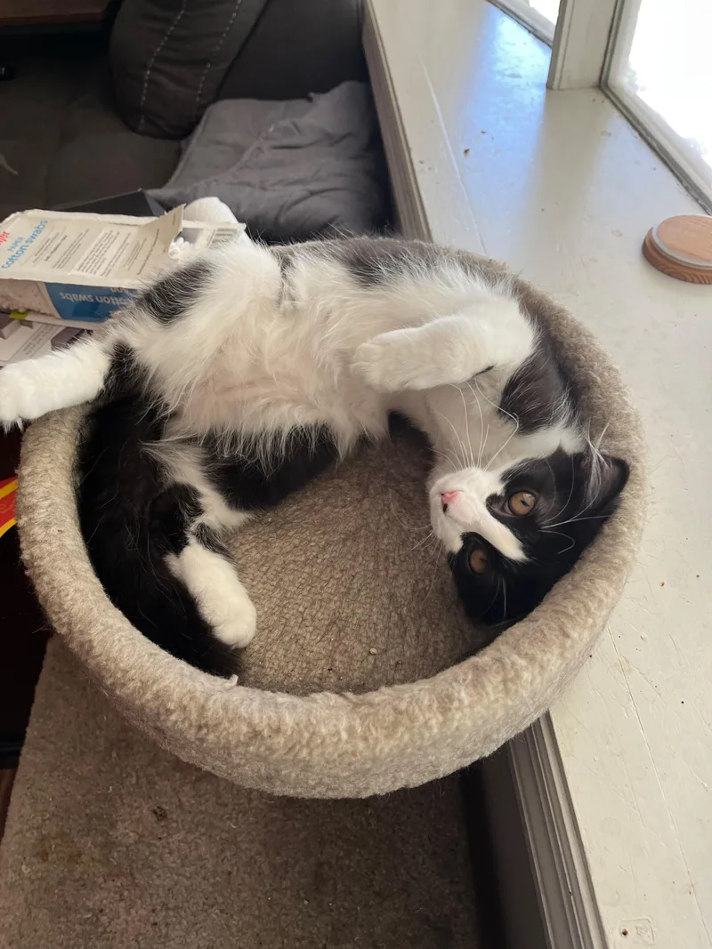 A baby medium-sized male Black & White / Tuxedo Domestic Medium Hair cat named Julian for adoption in Richmond, KY