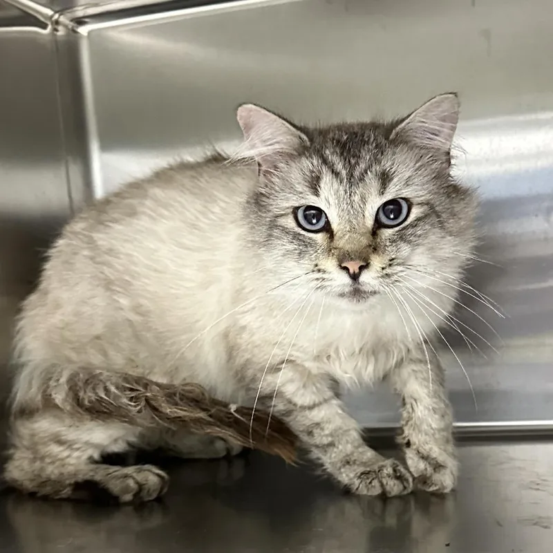 An adult small-sized male White Domestic Long Hair cat named Dababy for adoption in Corbin, KY