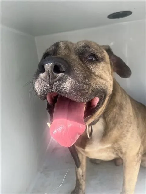 An adult medium-sized male Mastiff dog named A for adoption in Houston, TX