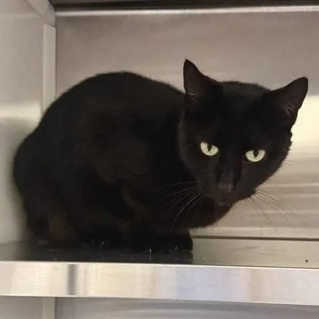 An adult medium-sized female Black & White / Tuxedo Domestic Short Hair cat named Lacey for adoption in Hilton Head Island, SC