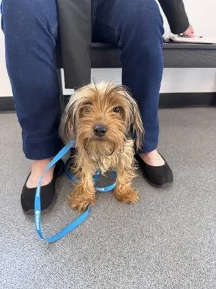 An adult small-sized female Mixed Breed dog named Rosie for adoption in West Chester, PA