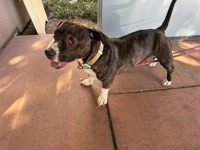 A young medium-sized female Pit Bull Terrier dog named Zsa Zsa for adoption in San Jose, CA