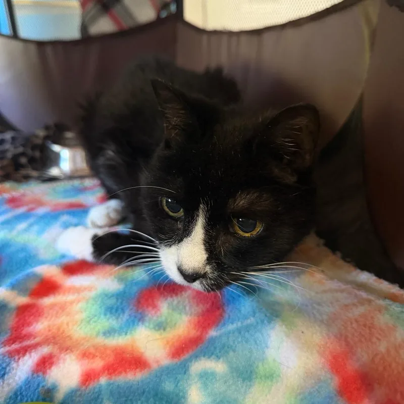 A young small-sized female Black Domestic Short Hair cat named Junipurr for adoption in Marion, VA