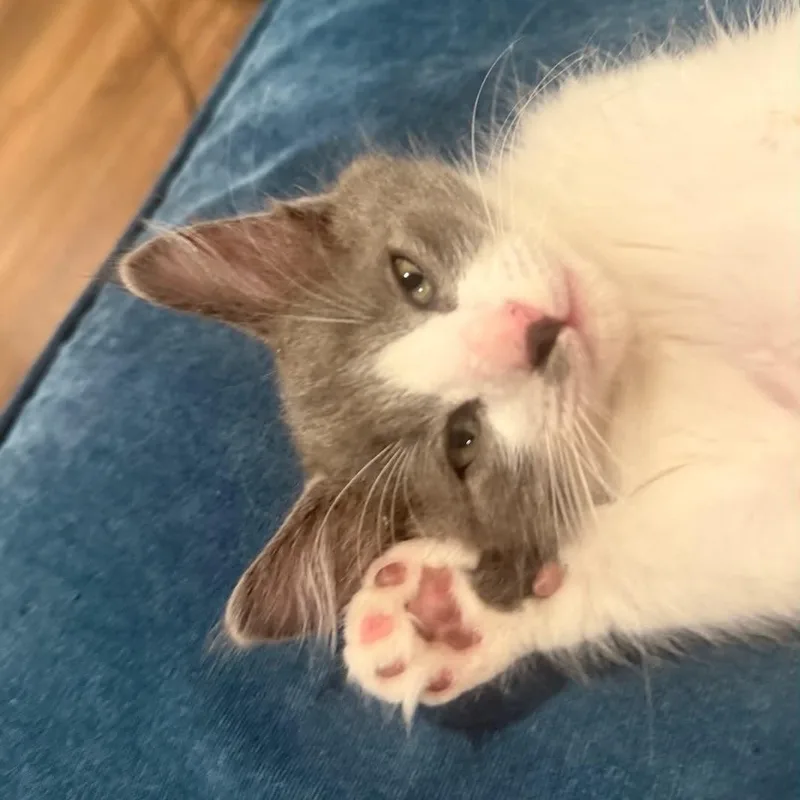 A baby small-sized male Gray & White Domestic Short Hair cat named Coda for adoption in Antioch, CA