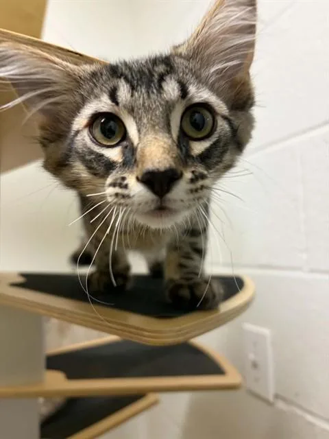 A baby small-sized male Domestic Short Hair cat named Stetson for adoption in Saint Peters, MO