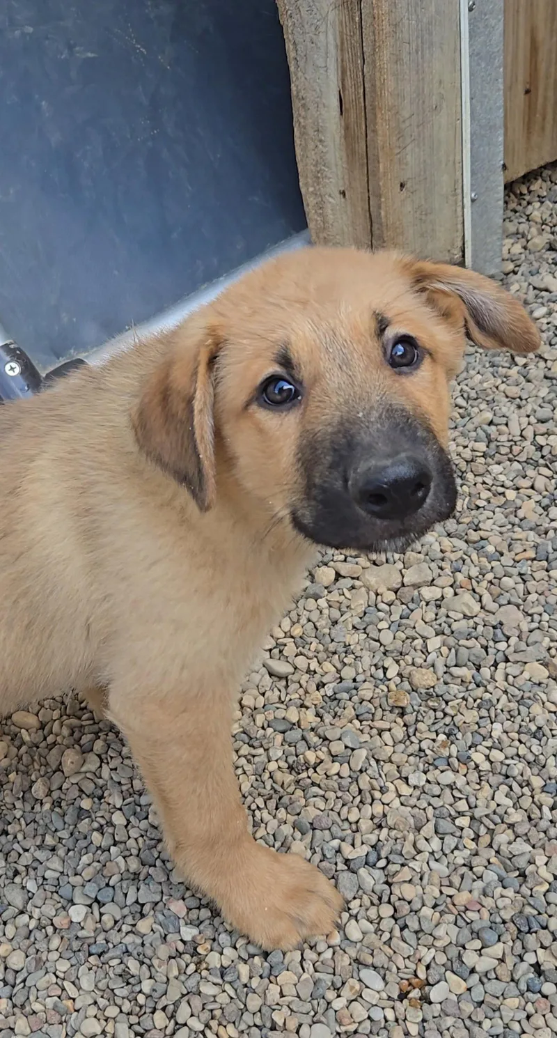 A baby medium-sized male Shepherd dog named Wheat for adoption in Estherville, IA