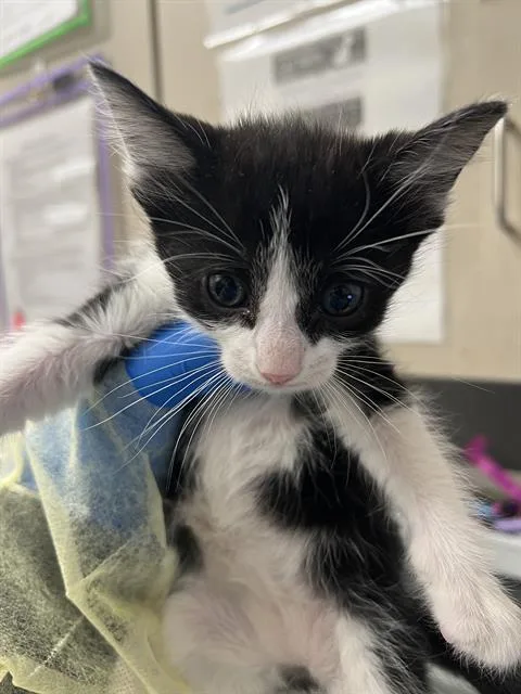 A baby small-sized female Domestic Short Hair cat named Pina Colada for adoption in Las Vegas, NV
