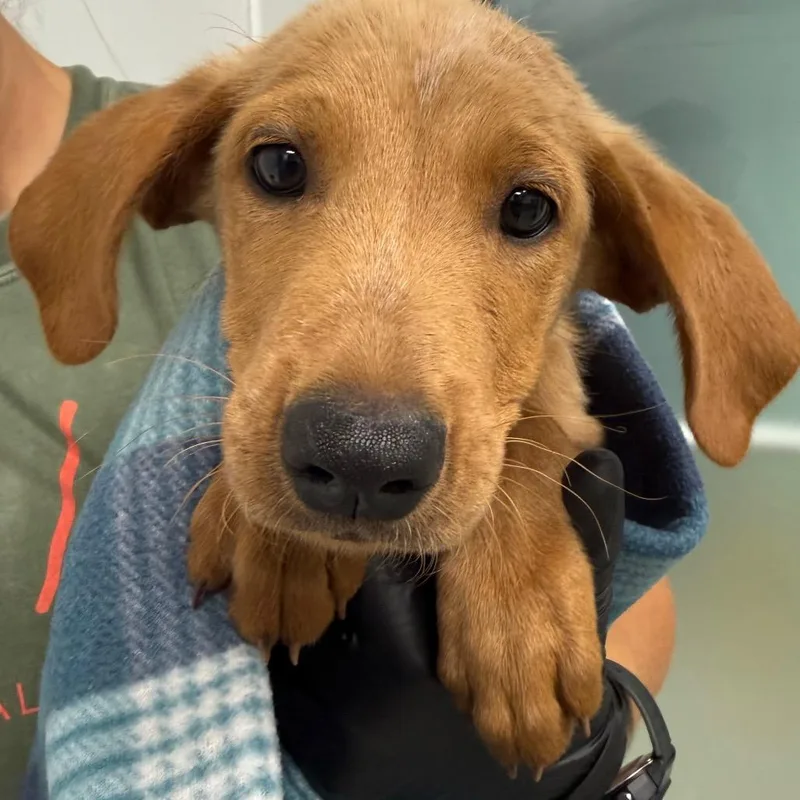 A baby small-sized male Yellow / Tan / Blond / Fawn Labrador Retriever dog named Jaskier for adoption in Abilene, TX