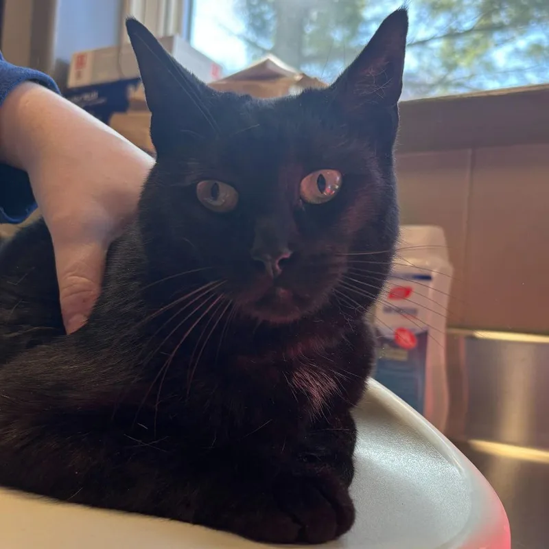 An adult medium-sized female Black Domestic Short Hair cat named Betty Lou for adoption in Wilmington, DE