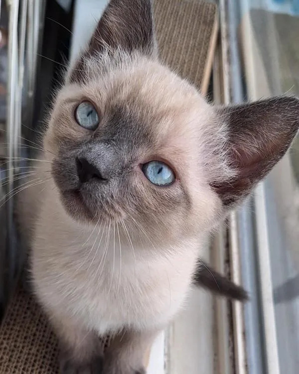 A baby small-sized male Domestic Short Hair cat named Pelican for adoption in Novato, CA