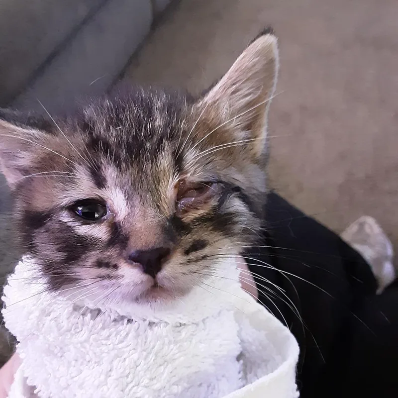 A baby small-sized male Brown / Chocolate Domestic Medium Hair cat named Sage for adoption in Overland Park, KS