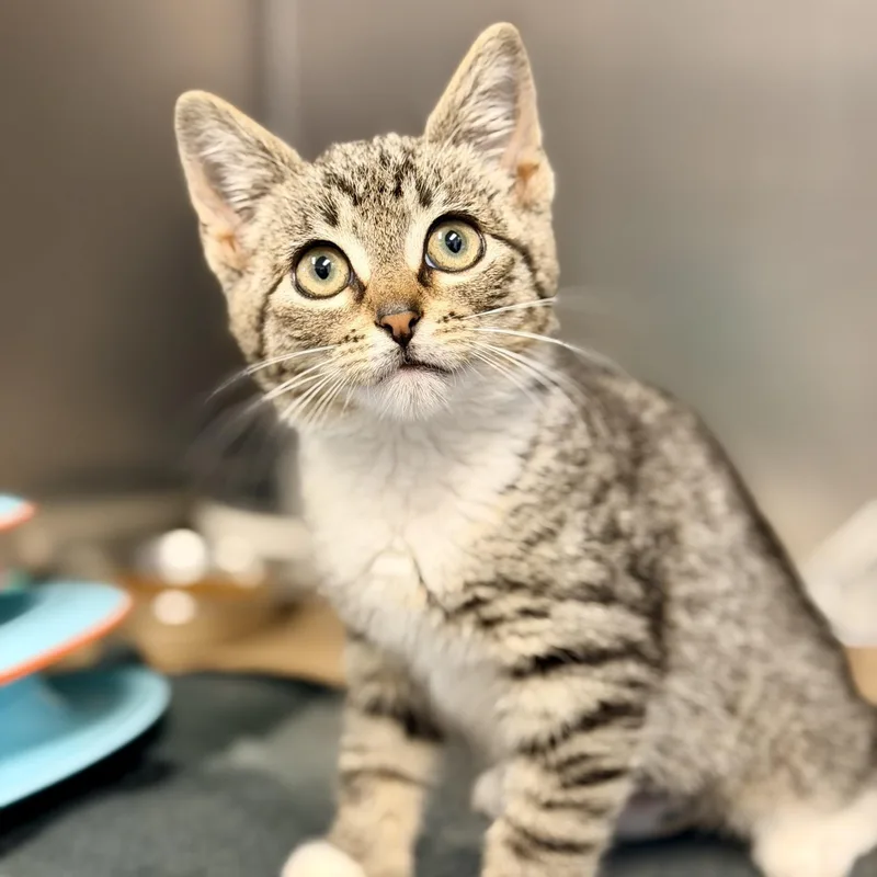 A baby medium-sized female Tabby (Brown / Chocolate) Domestic Short Hair cat named Breezy for adoption in Manahawkin, NJ