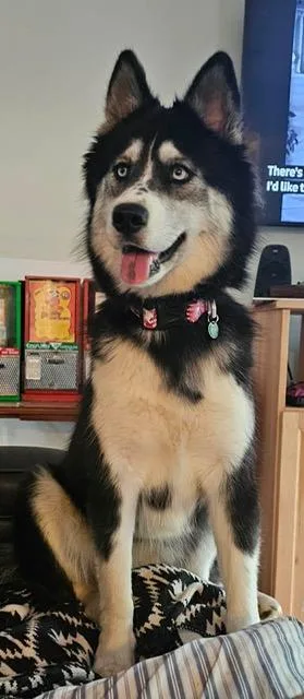 Loki
