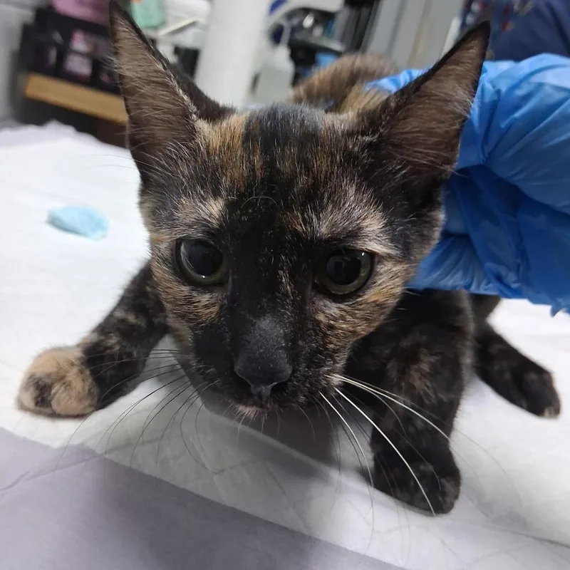 A baby small-sized female Tortoiseshell Domestic Short Hair cat named Soraya for adoption in Summerville, SC