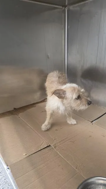 A young small-sized male Cairn Terrier dog named A for adoption in Pasadena, TX