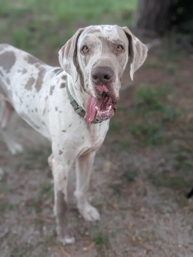 An adult extra large-sized male Merle (Red) Great Dane dog named Dukecamo for adoption in Estero, FL