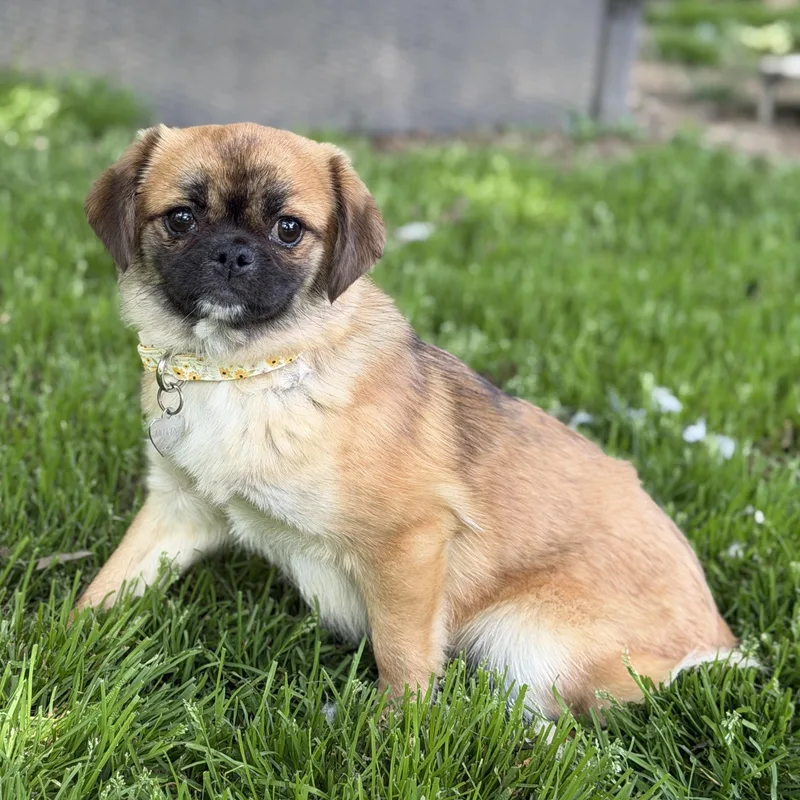 A baby small-sized female Red / Chestnut / Orange Japanese Chin dog named Naomi for adoption in Jeffersonville, IN