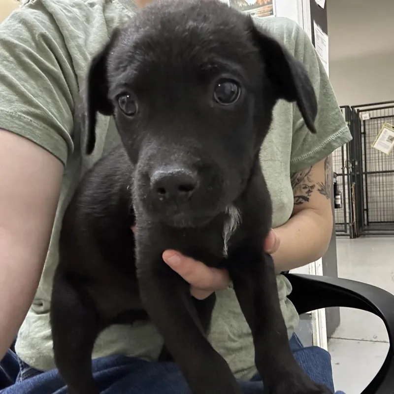A baby small-sized male Black Chihuahua dog named Cerveza for adoption in Point Richmond, CA