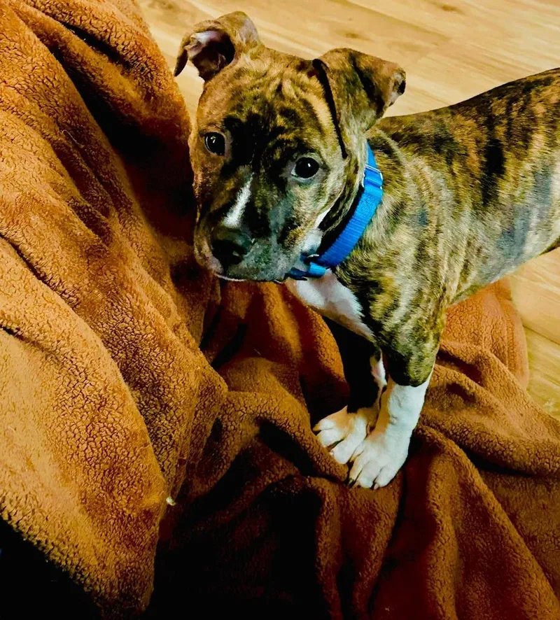 A baby medium-sized female Mixed Breed dog named Talula for adoption in Fond Du Lac, WI