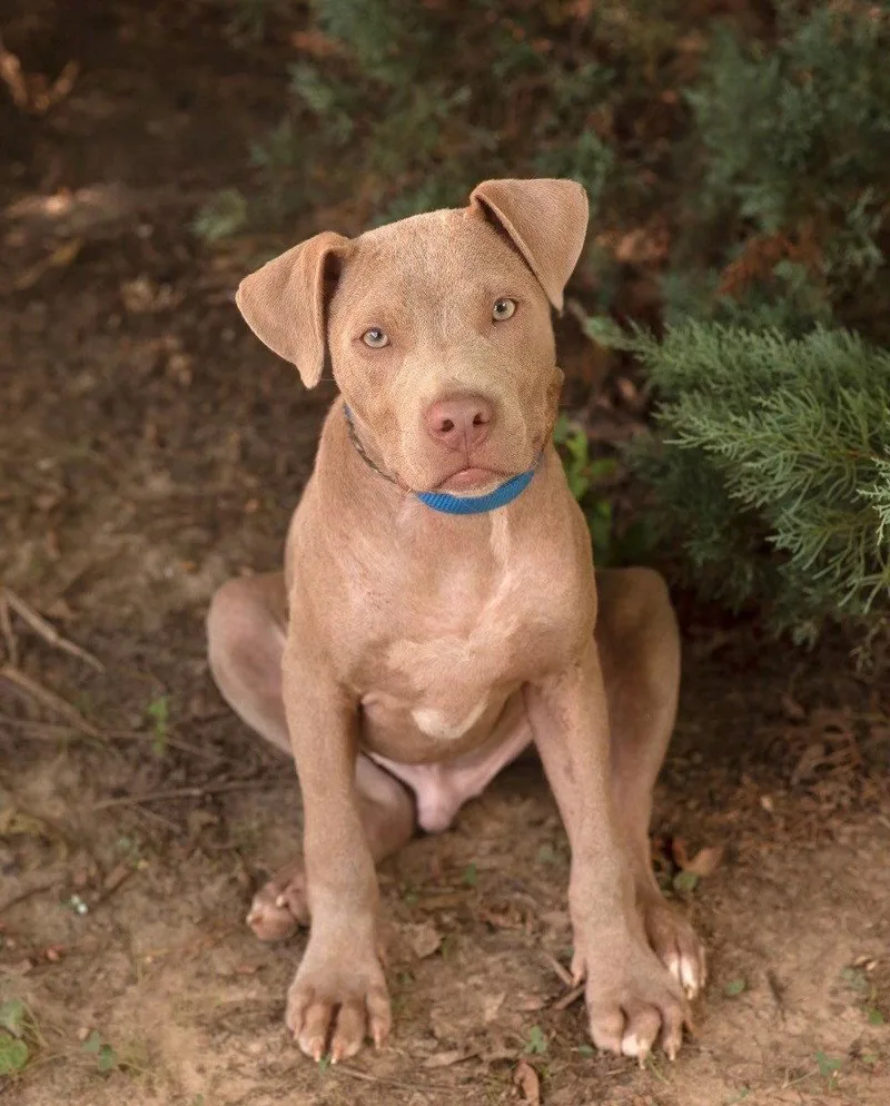 A baby medium-sized male Terrier dog named Spud for adoption in Southaven, MS