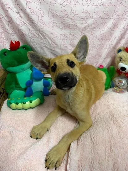 A baby medium-sized male Mixed Breed dog named Charles Towsend for adoption in West Chester, PA