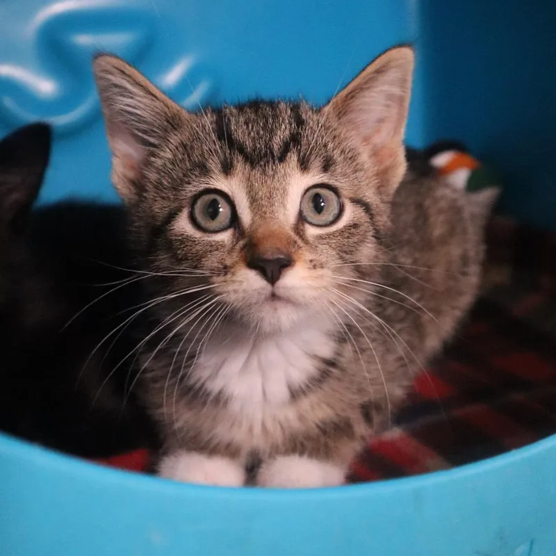 A baby small-sized female Brown / Chocolate Domestic Short Hair cat named Gizmo for adoption in Waukesha, WI