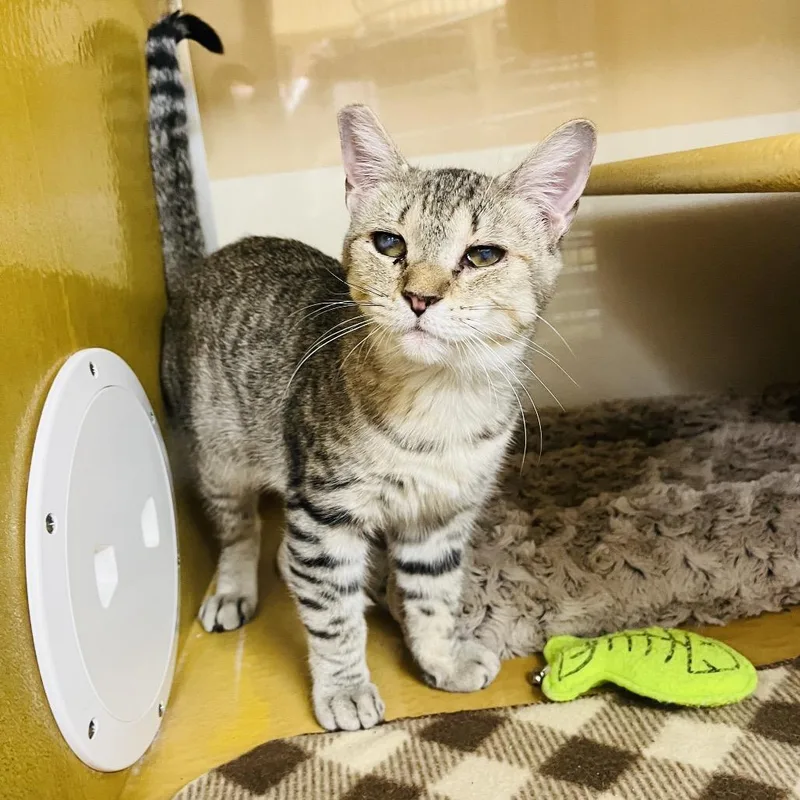 A young medium-sized male Cream / Ivory Domestic Short Hair cat named Kismet for adoption in Las Vegas, NV