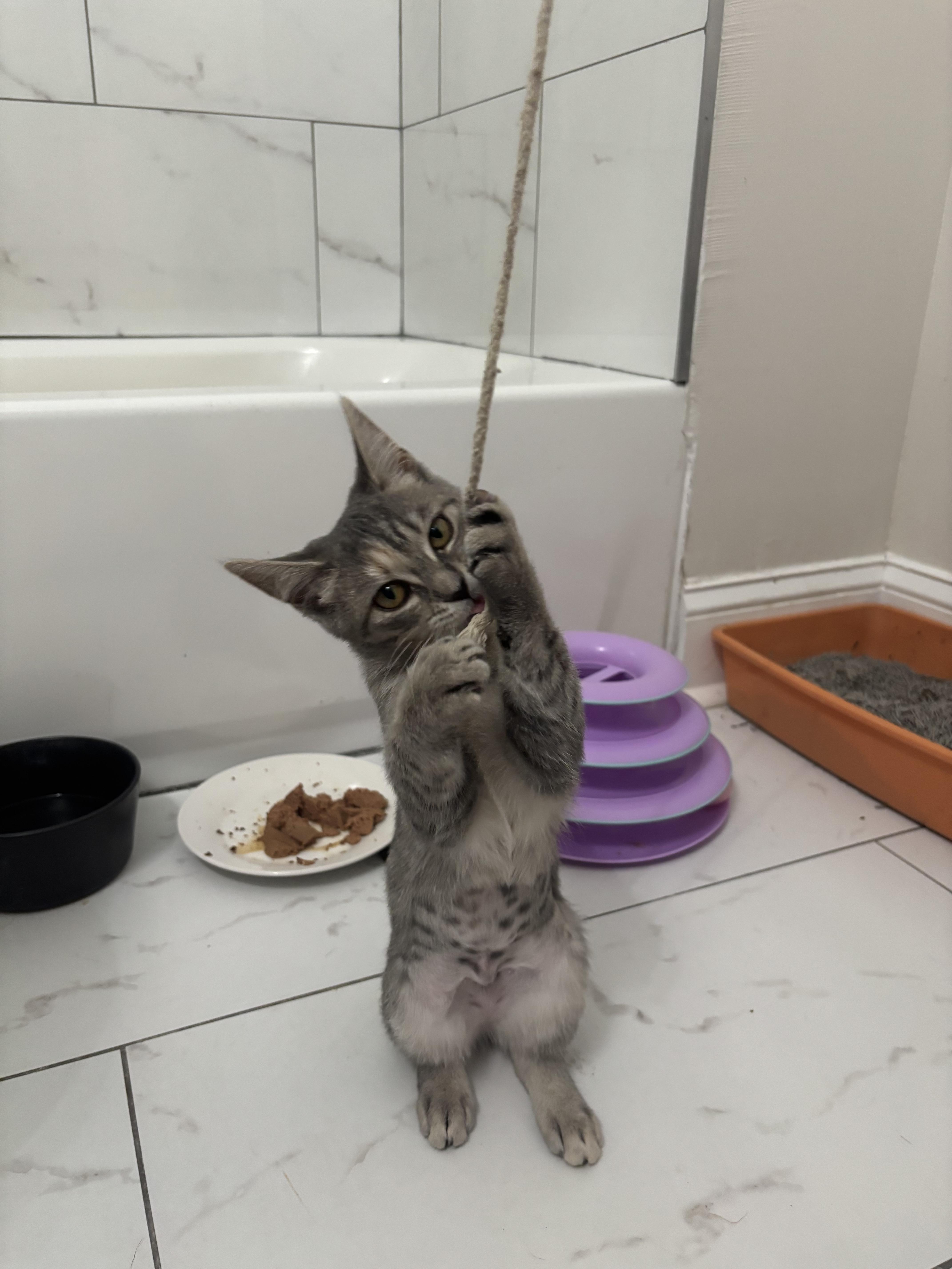 A baby medium-sized female Tabby (Gray / Blue / Silver) Tabby cat named Megan for adoption in Richmond, VA
