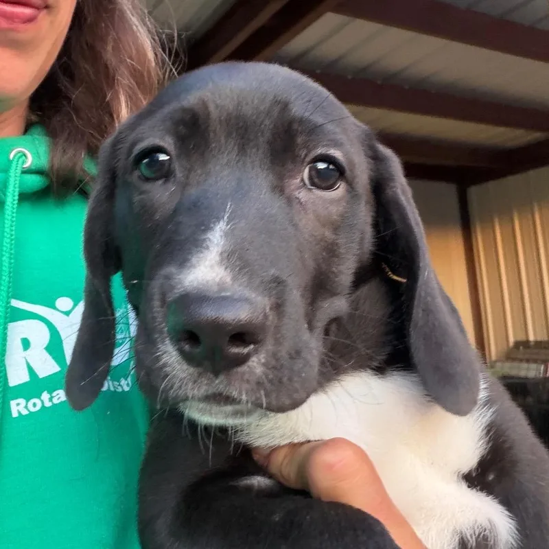 A baby small-sized male Black Beagle dog named Tucker for adoption in Aledo, TX