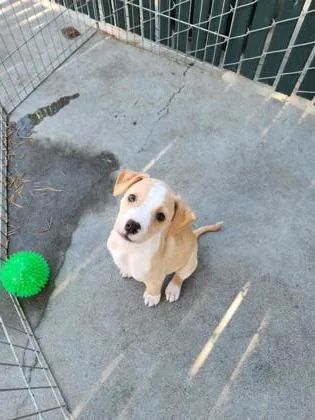 A baby medium-sized male Terrier dog named Twirl for adoption in Sacramento, CA
